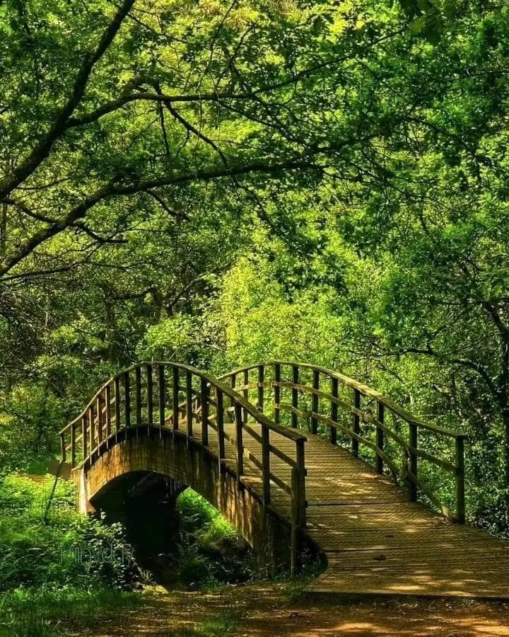 نمونه‌ای از پل قوسی بتنی با طراحی مدرن و زیبا
