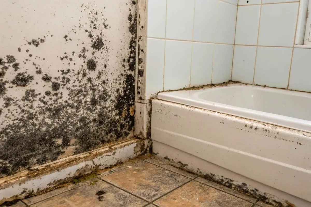 کپک روی لبه حمام و سطوح مرطوب